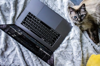 A cozy scene of a fluffy cat pawing at a laptop keyboard beside a cup of coffee.
