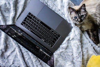 A friendly cat sitting beside a laptop with a notepad and pen.