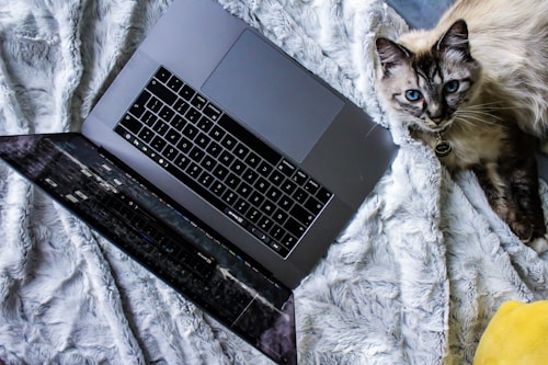 A sleek laptop is open on a soft, fluffy gray blanket. Next to the laptop, a cat with striking blue eyes and a multi-colored fur coat rests comfortably. The scene conveys a cozy and relaxed atmosphere.