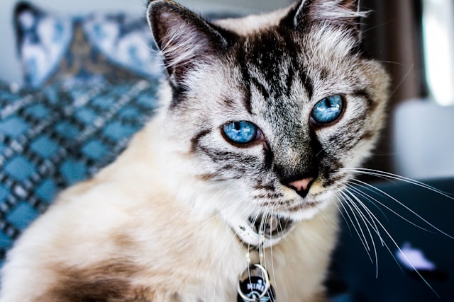 Problèmes urinaires chez le chat : Causes, symptômes, traitements et prévention Problèmes urinaires chez le chat : Causes, symptômes, traitements et prévention