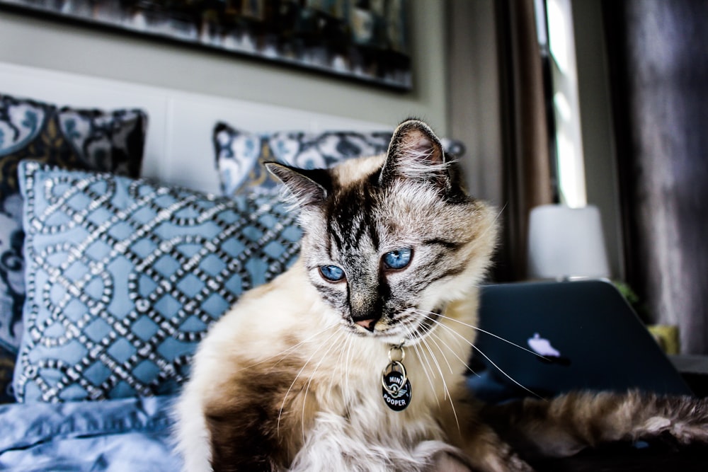 brown and white cat lying on bed