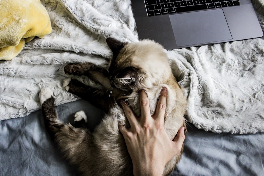 person touching white and black cat near laptop