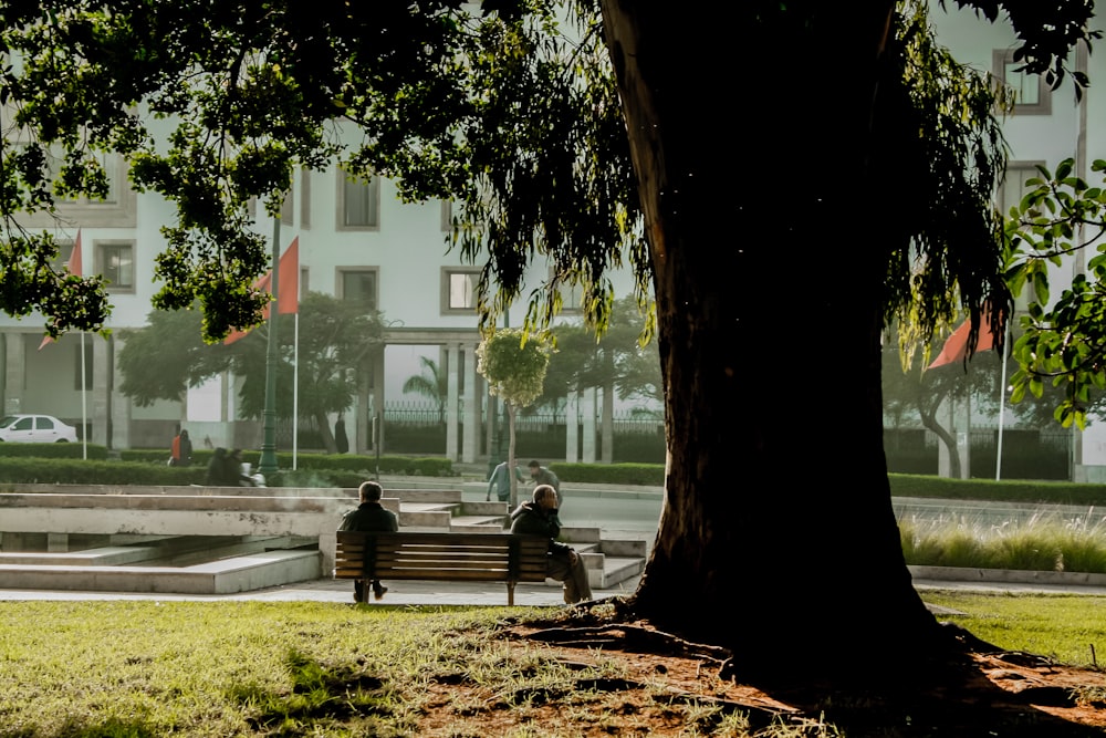 Dos hombres sentados en un banco de madera marrón debajo de un árbol verde