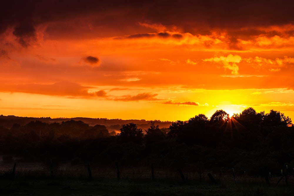 árvores sob o pôr do sol laranja