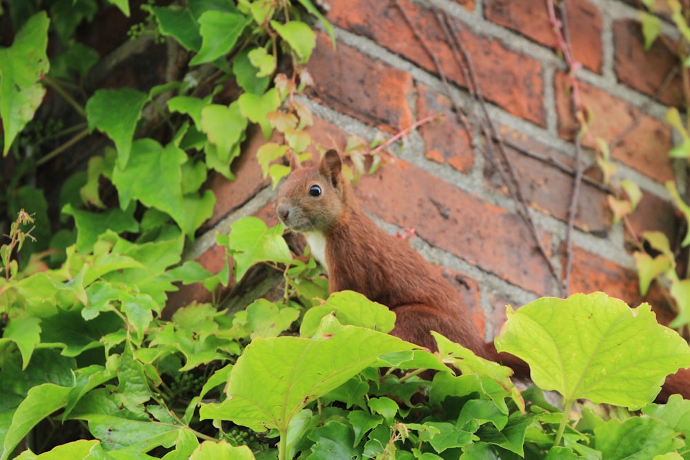 brown squirrel