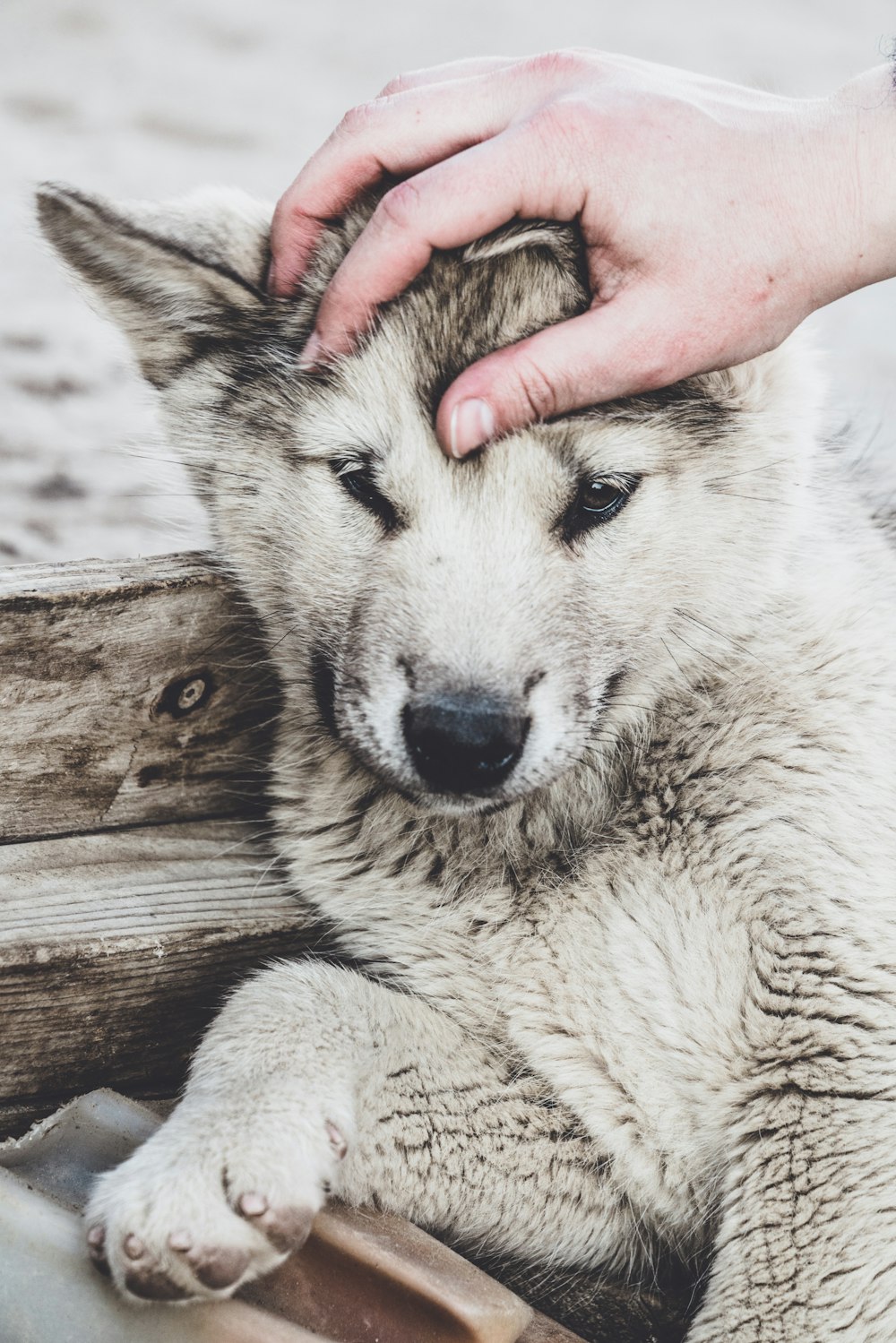 person holding gray puppy