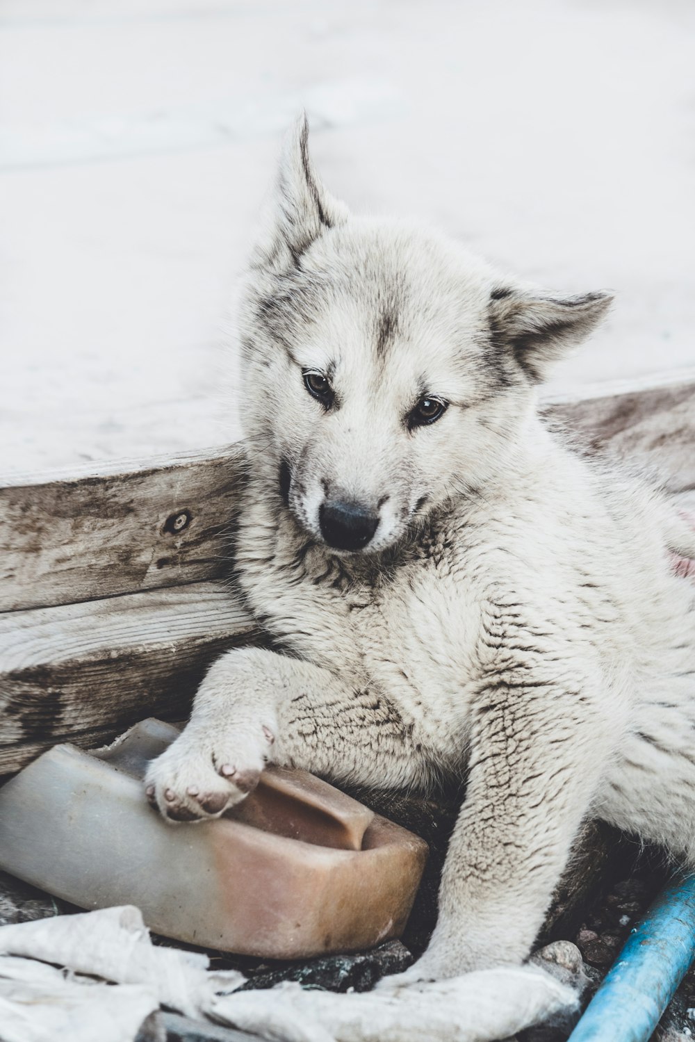 wolf lying on wood