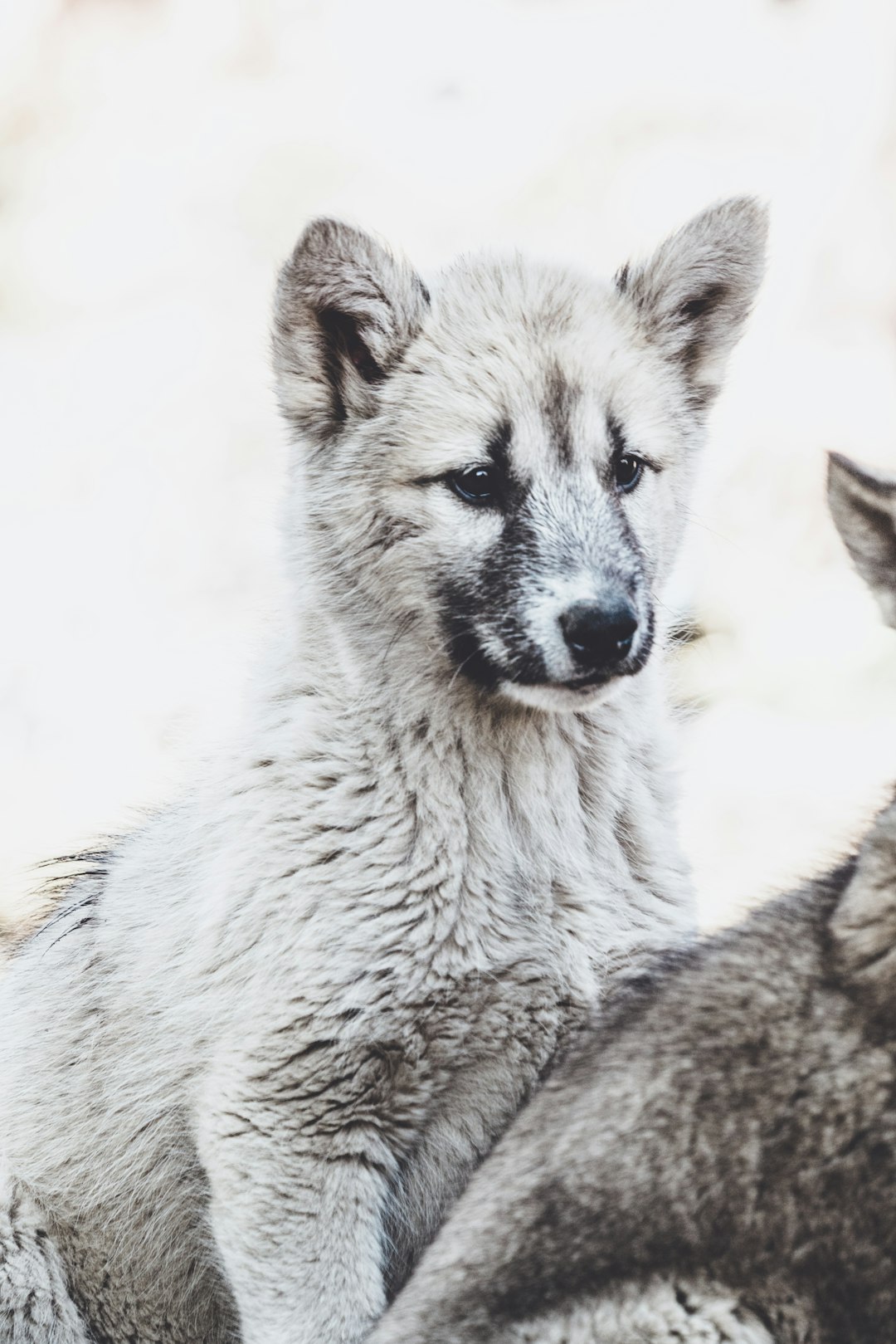 white wolf cub