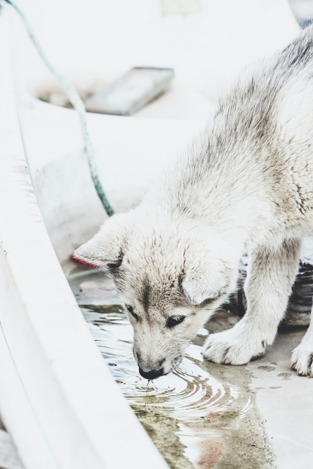 dog drinking water