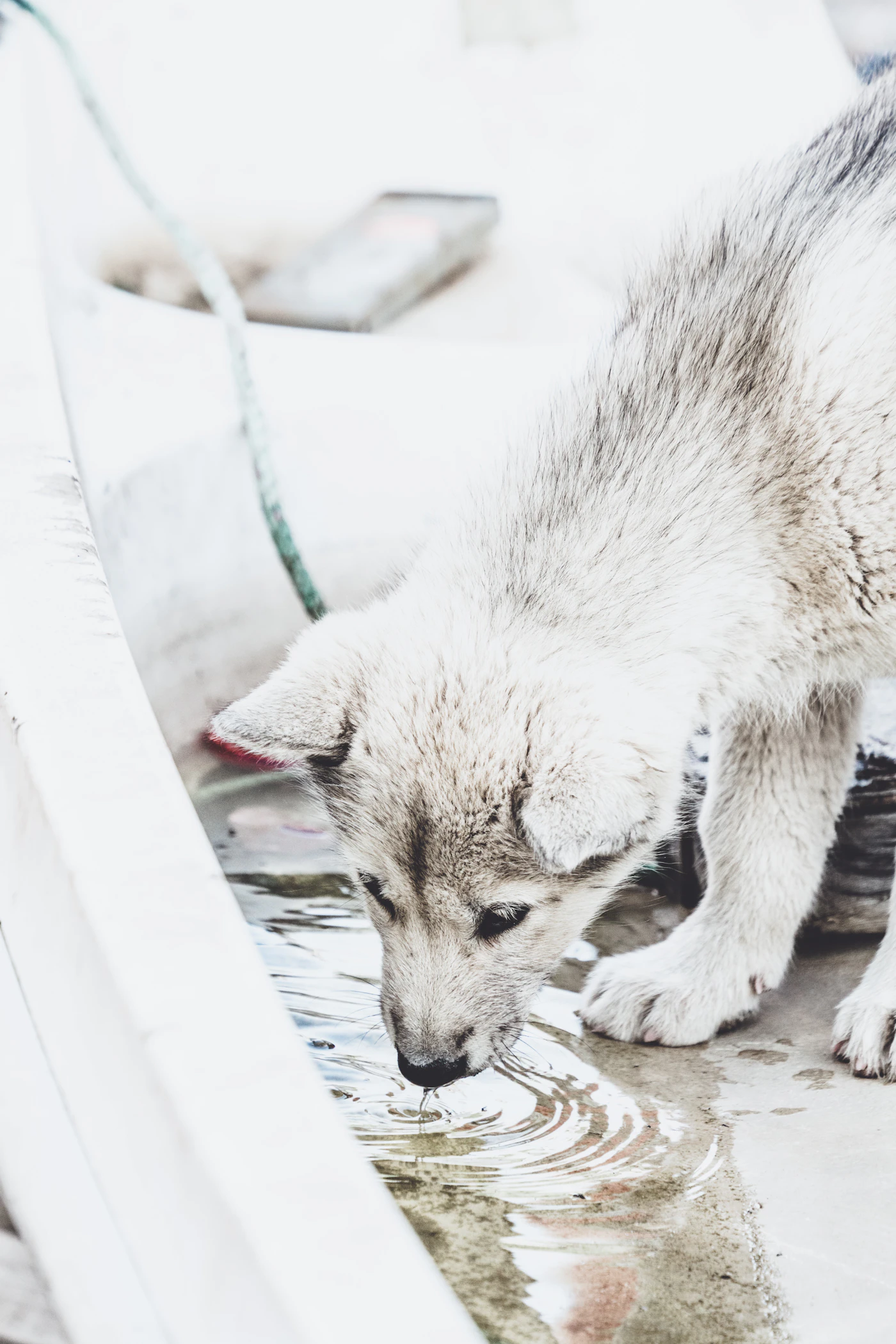 Husky drinking water outdoors