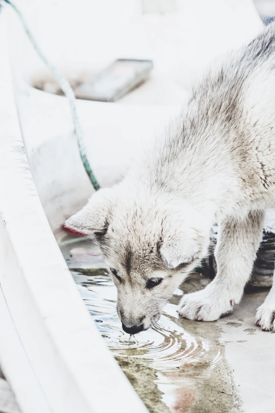 A dog drinking fresh water outdoors