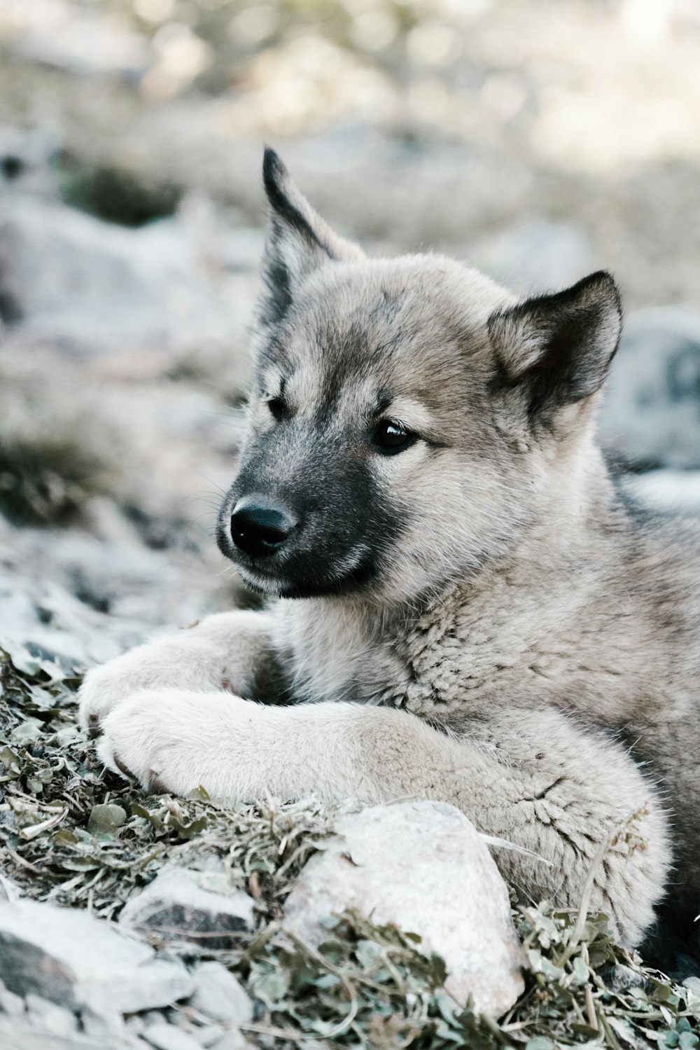 short-coated gray puppy lying on brown surface