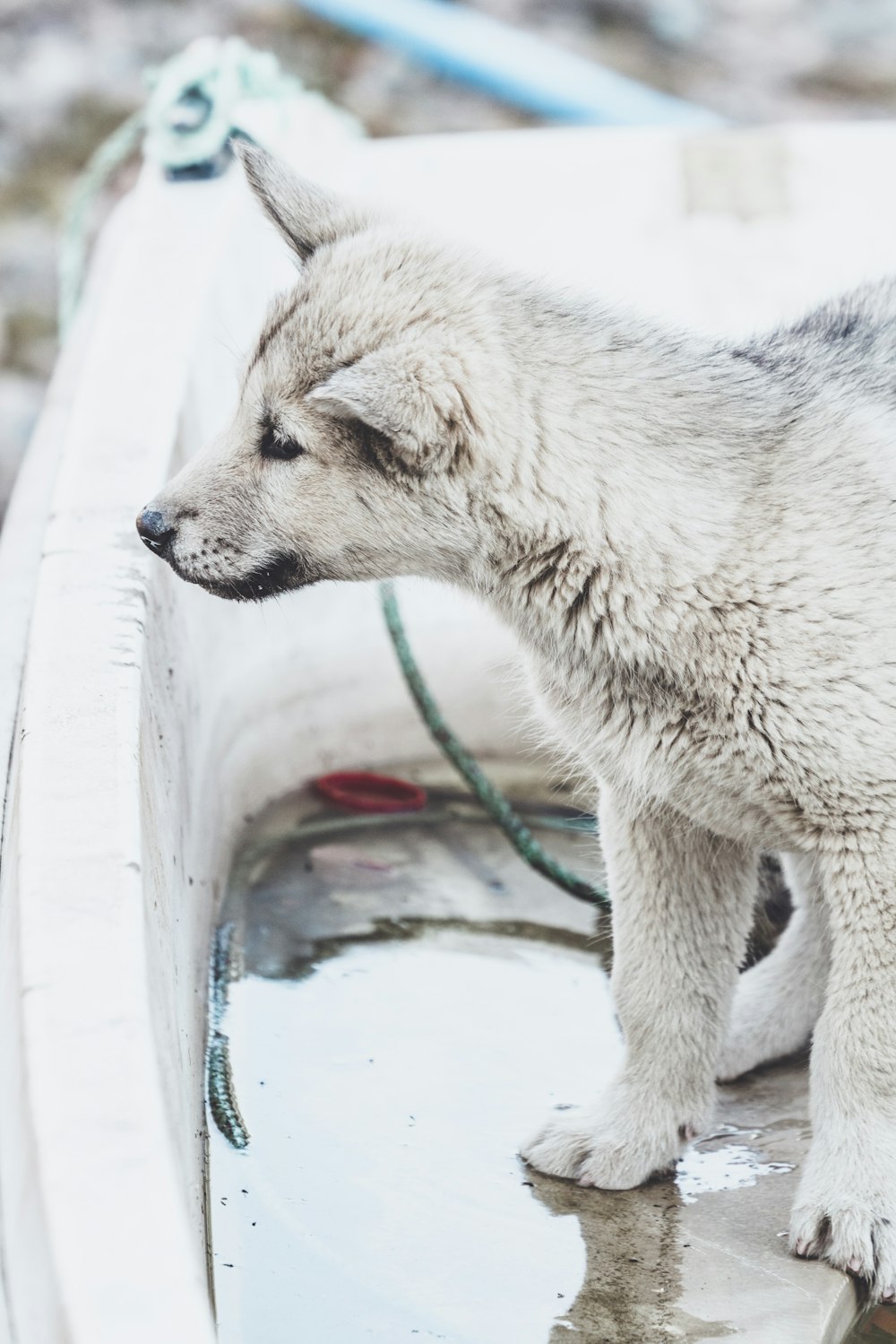 white coated puppy