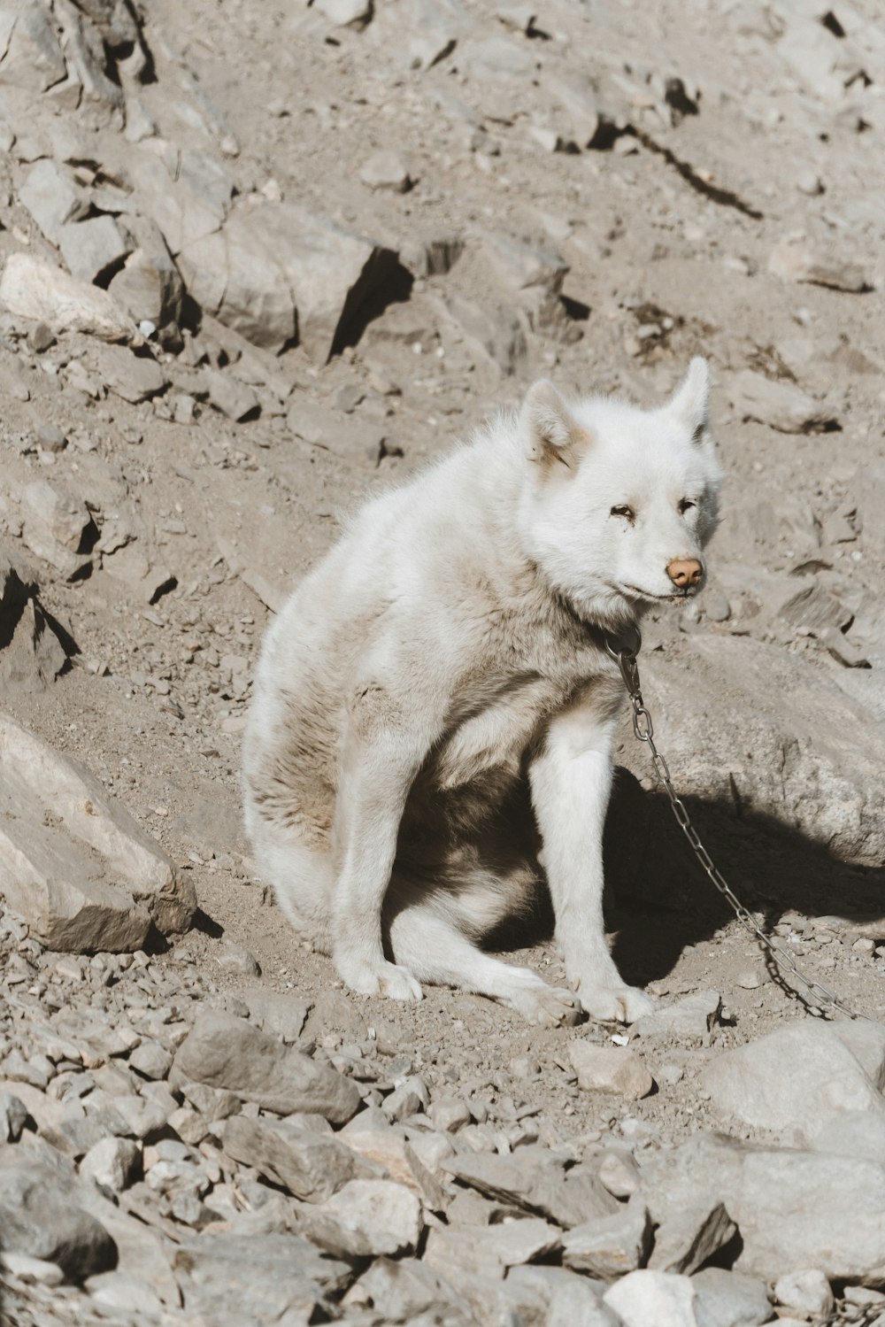 white coated dog