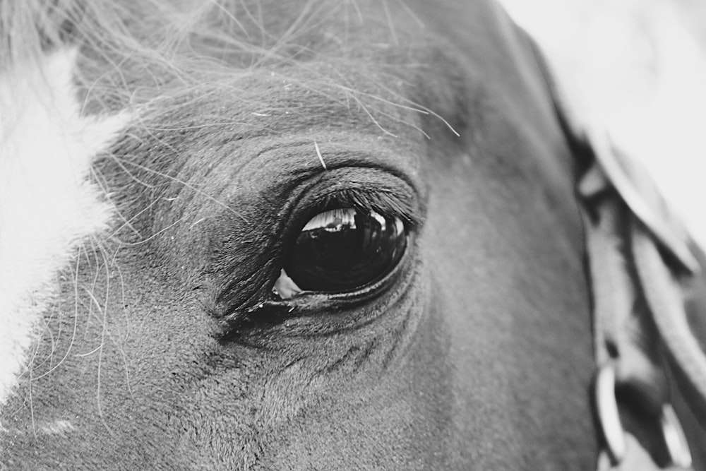 grayscale photography of horse's eye