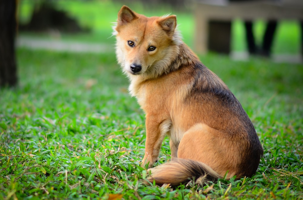 dog sitting on green grass