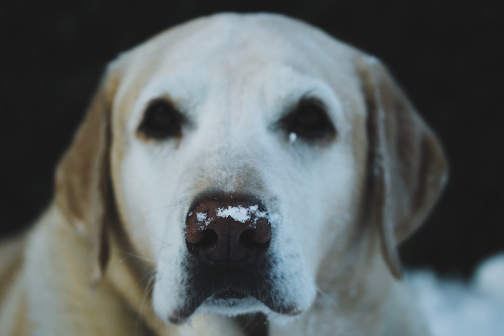 adult yellow Labrador retriever