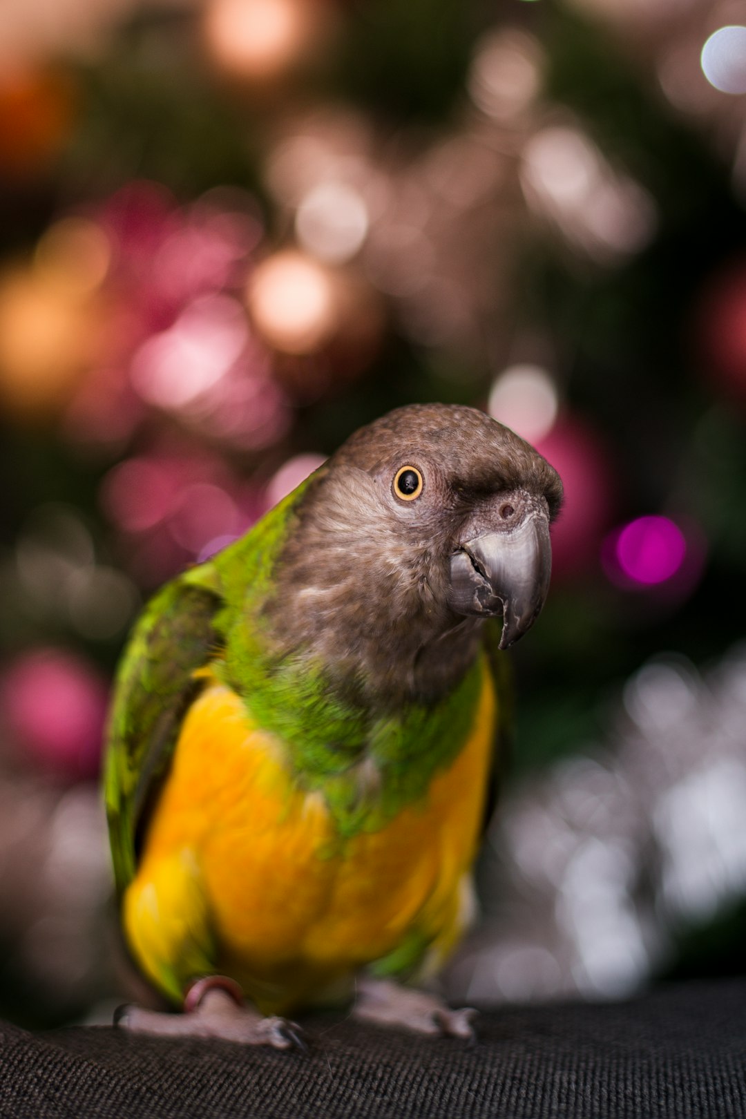 yellow, green, and brown parakeet