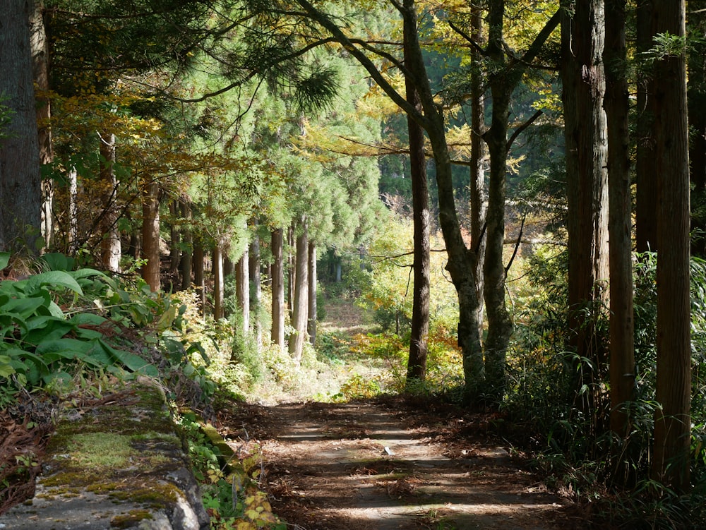 view of forest during daytime