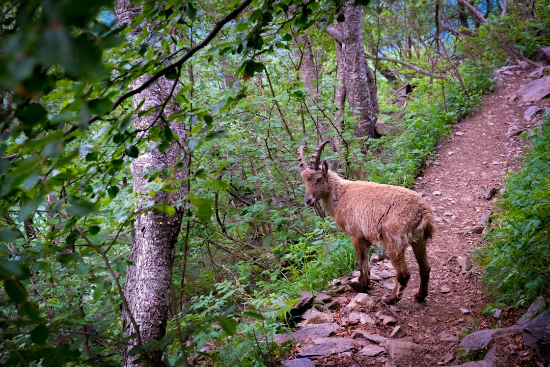 goat standing near trees
