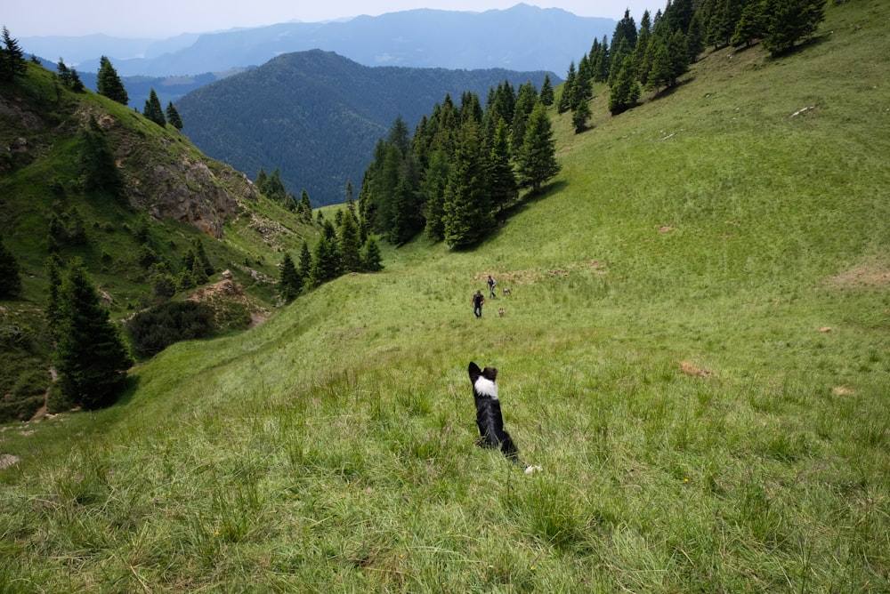 green grass field and pine trees during daytime