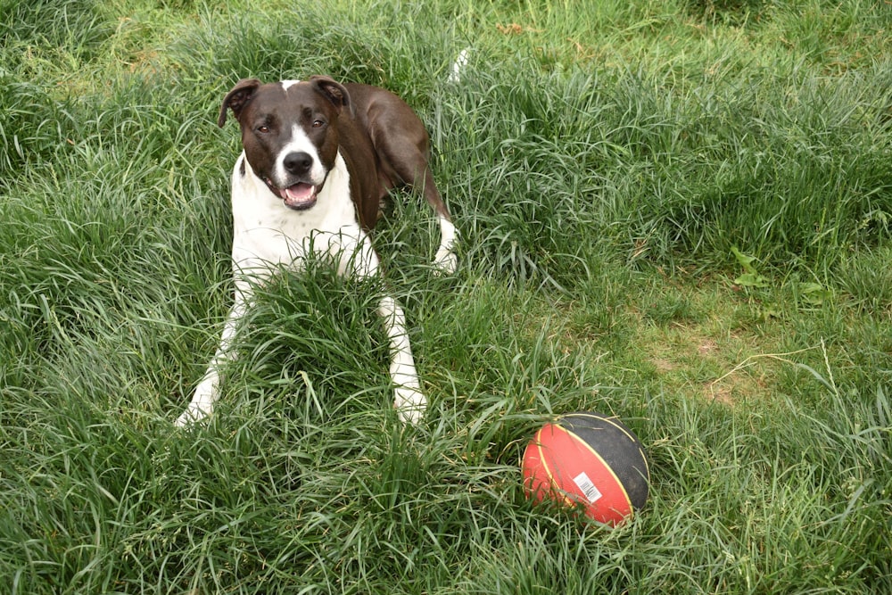 white and brown dog prone lying on grass in front of ball