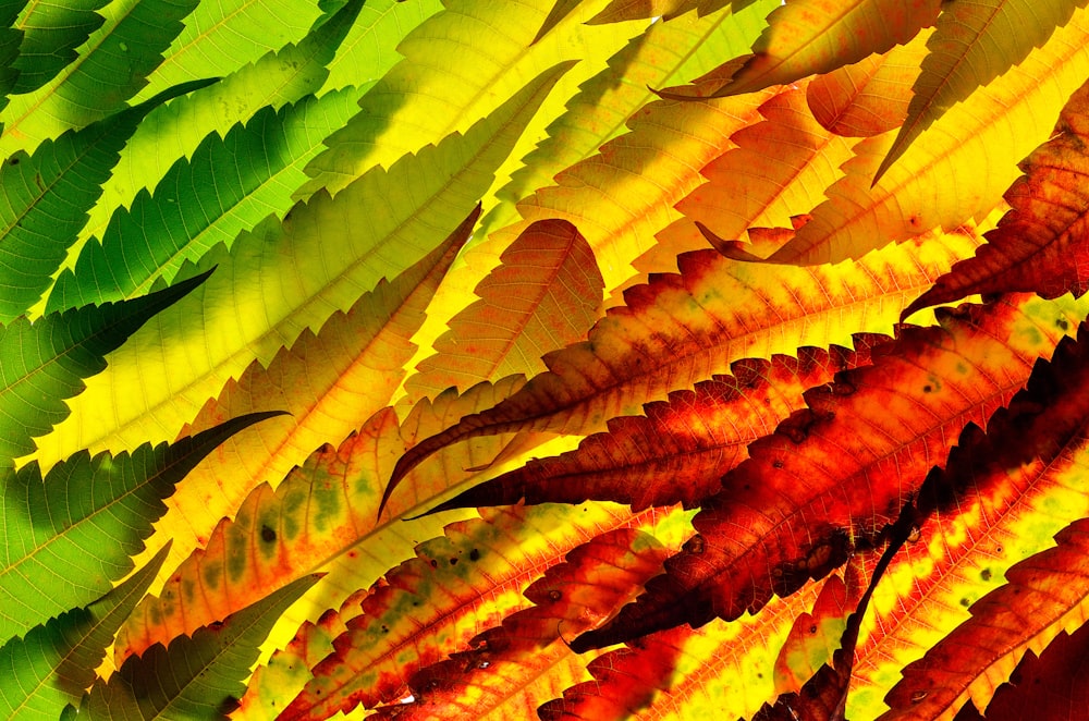 hojas de colores variados
