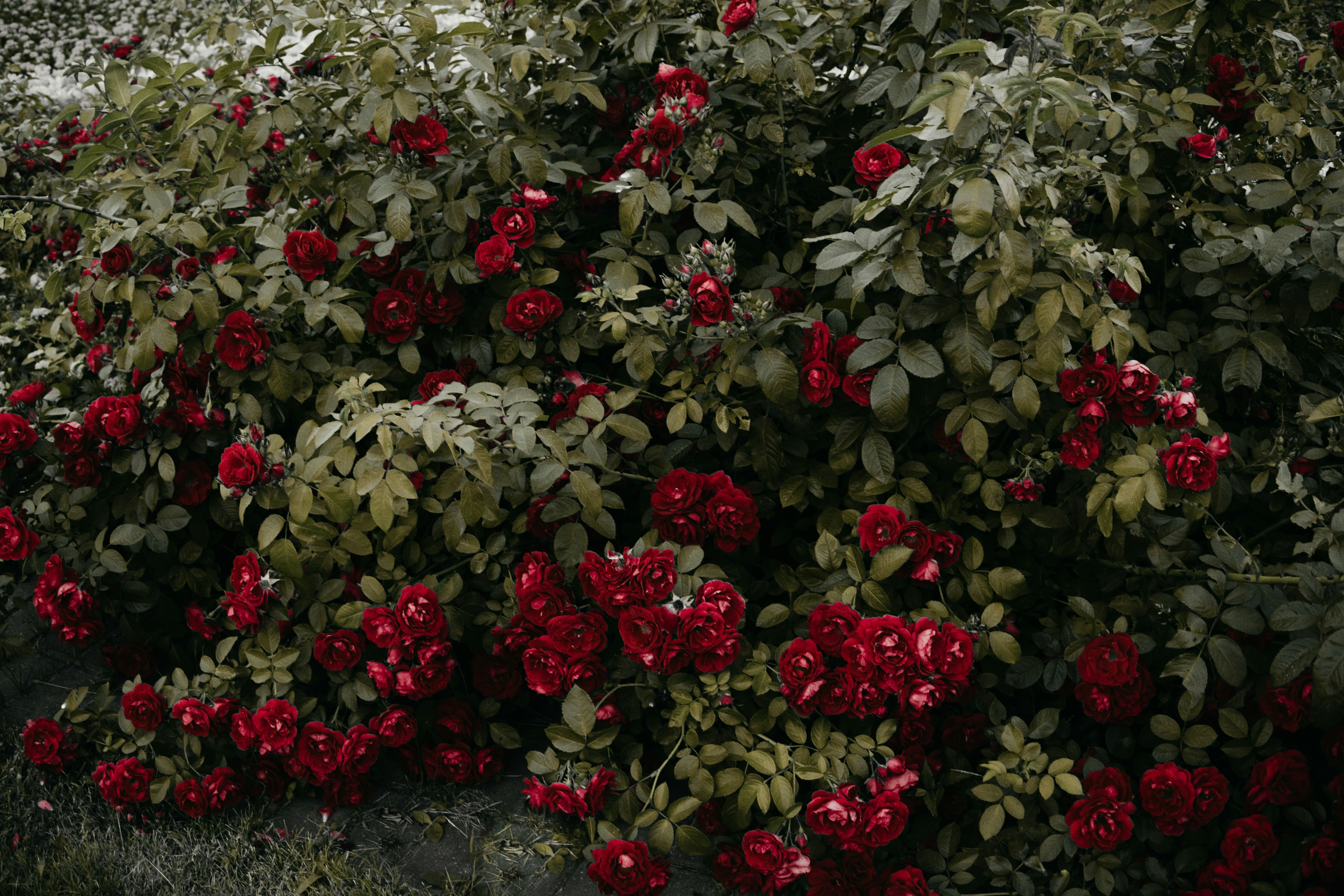 Photo by iriser