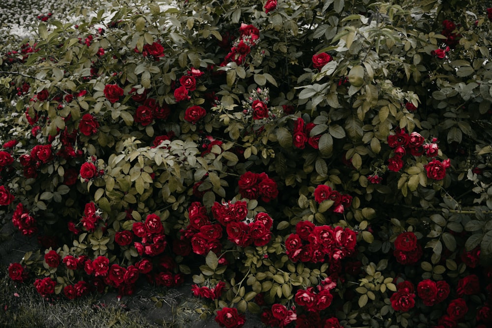 red rose flowers