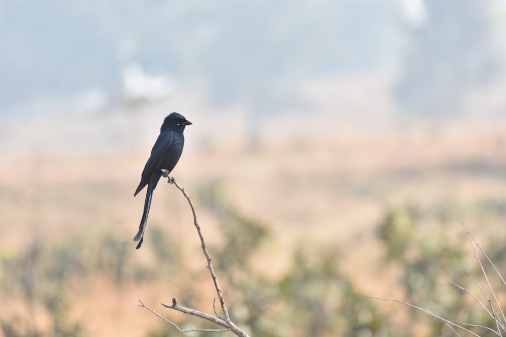 black bird perched on tree branch