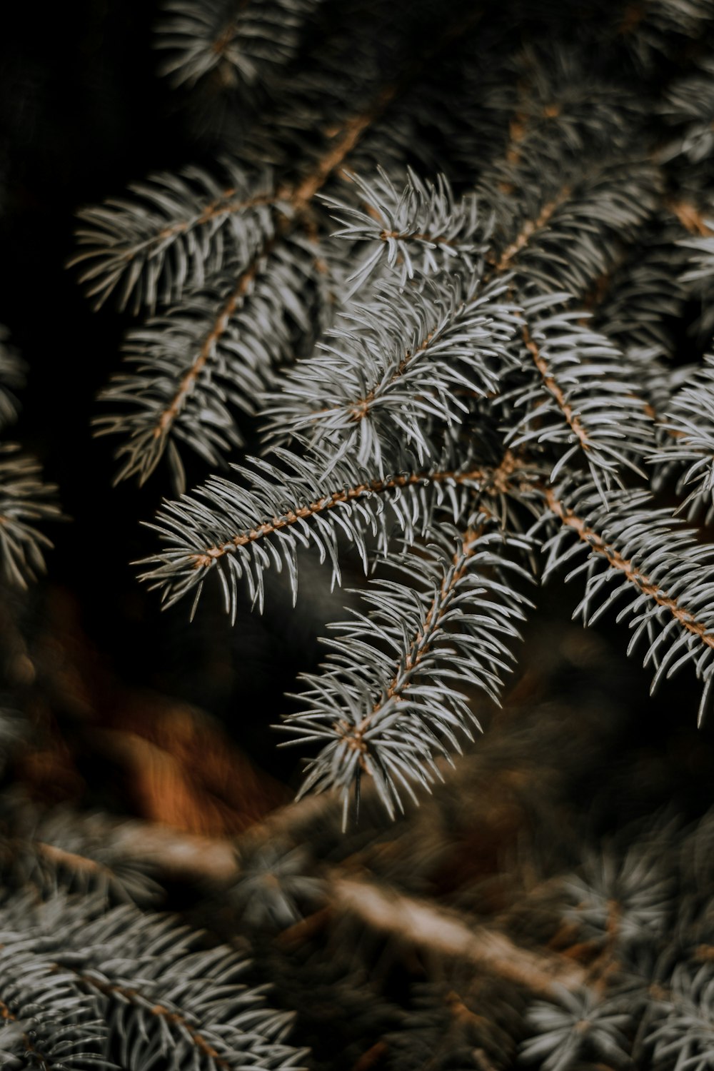 shallow focus photography of tree