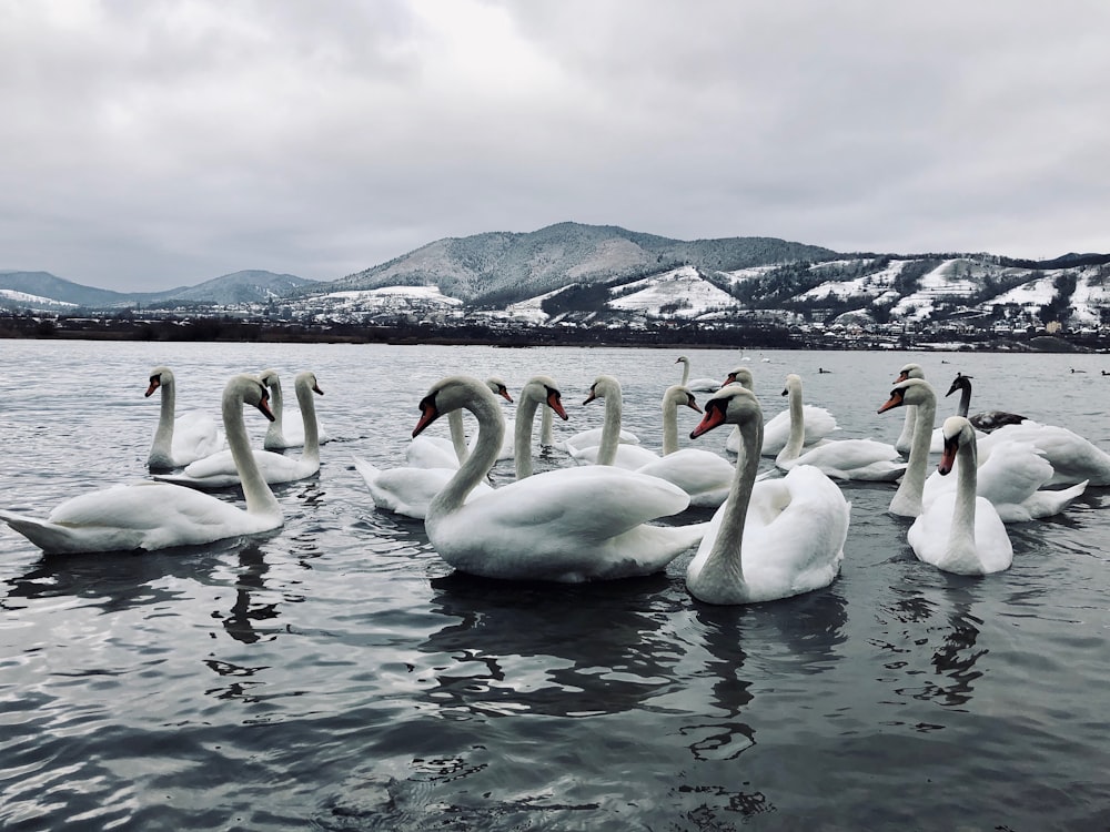 white ducks on body of water