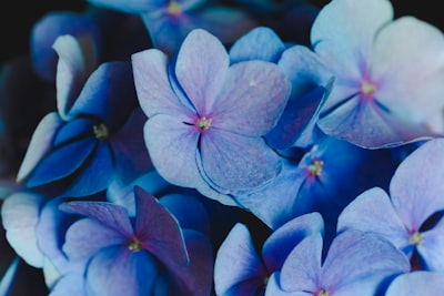 purple-petaled flower gorgeous teams background