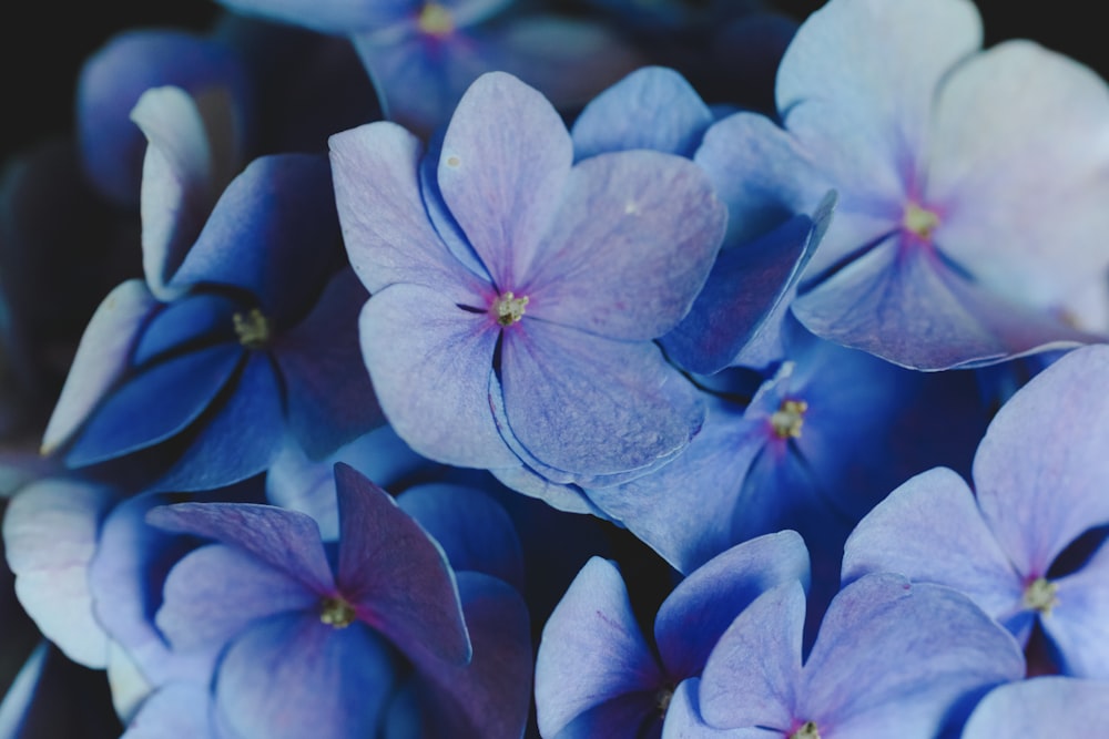 purple-petaled flower