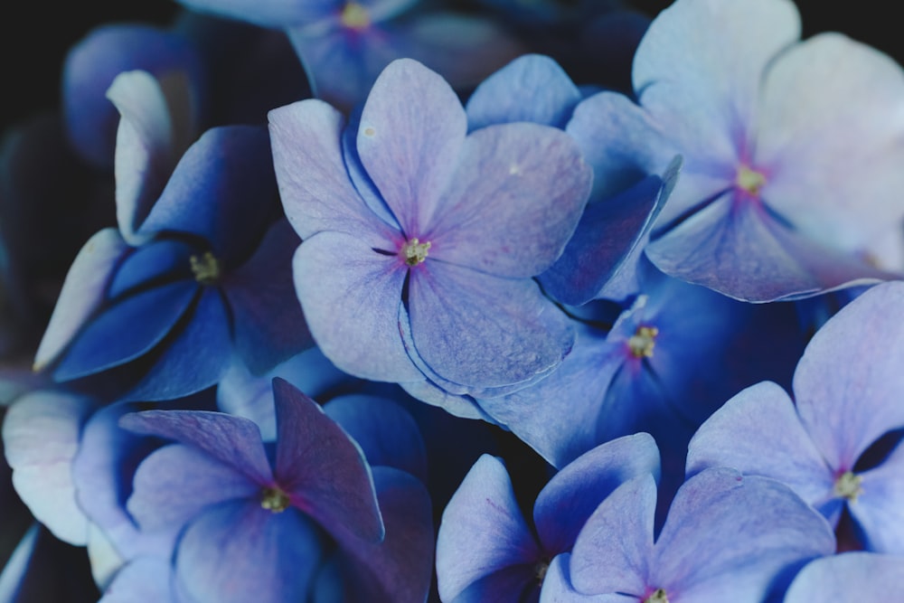 fleur aux pétales violets