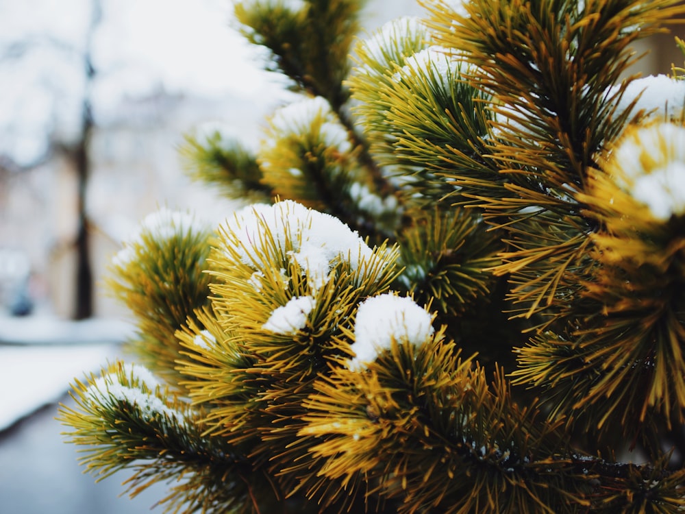 snow covered pine tree