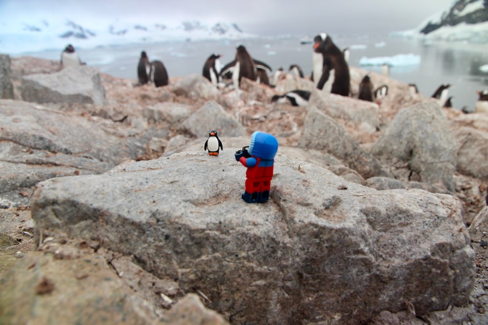 flock of black-and-white penguins near body of water