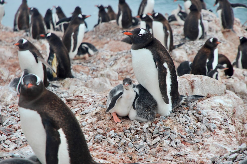 white-and-black penguins