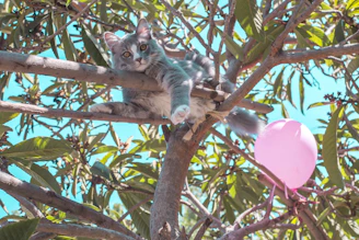 A cute animated cat lounging peacefully under a tree with gentle butterflies fluttering around.