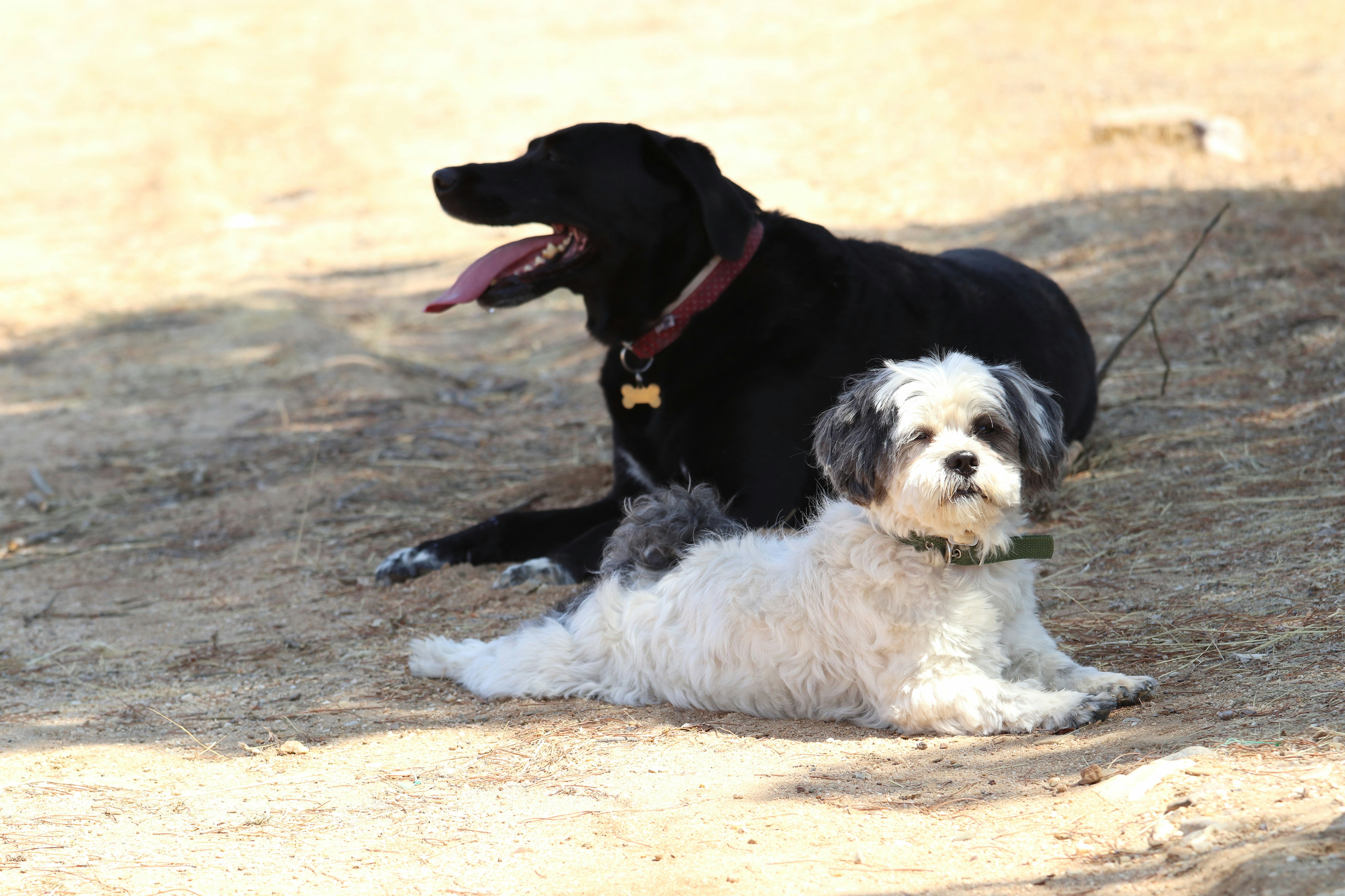 Summer Pet Safety: Keeping Dogs Cool in Hot Weather in South Africa