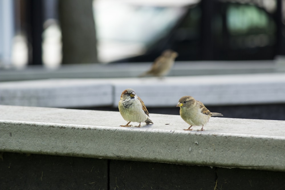 Dos pájaros posados en una cornisa de hormigón