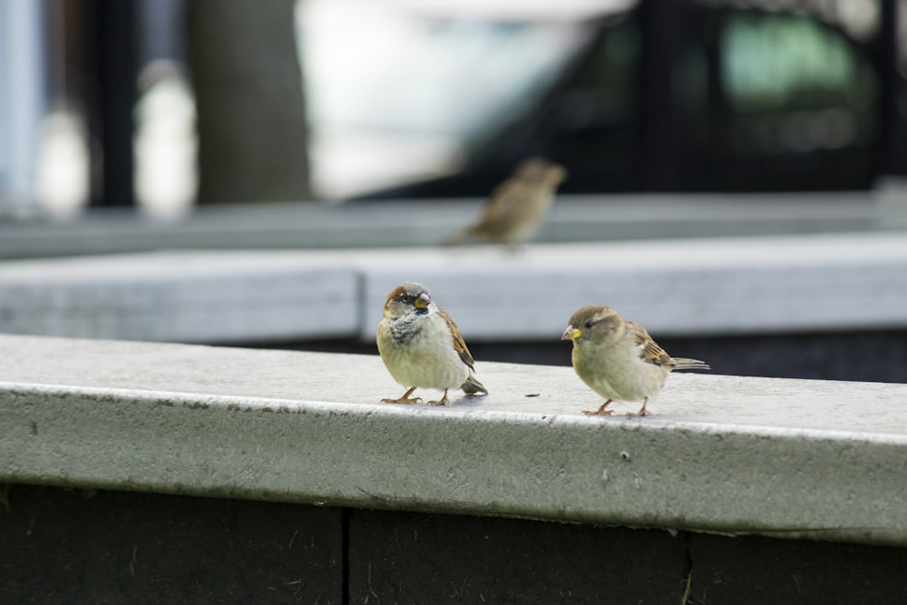 dois pássaros empoleirados em borda de concreto