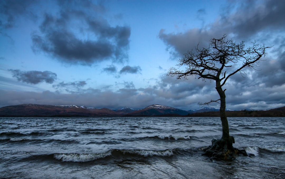 leafless tree near sea