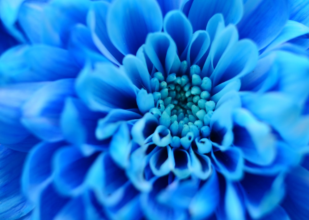 Photographie en gros plan de fleur bleue