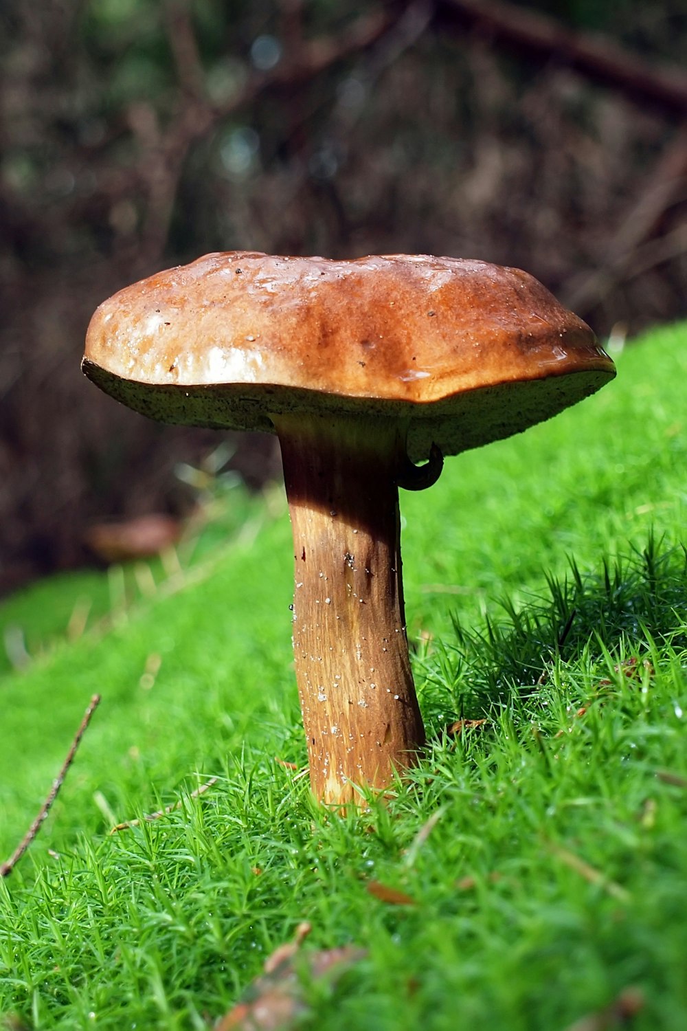 brown mushroom