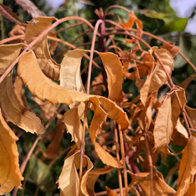 Close-up of large green yerba mate leaves drying under the sun in Misiones.
