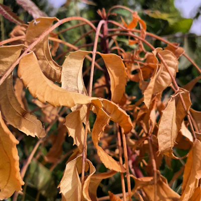 Close-up of freshly harvested kratom leaves laid out to dry under natural light.