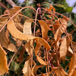 Moringa Powder