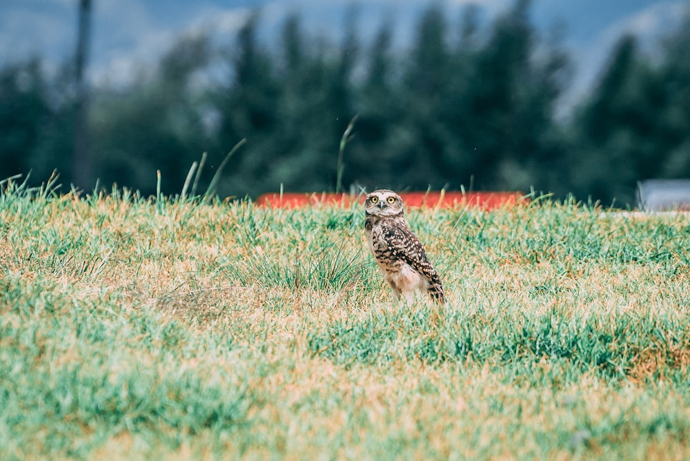 brown owl on green grass field