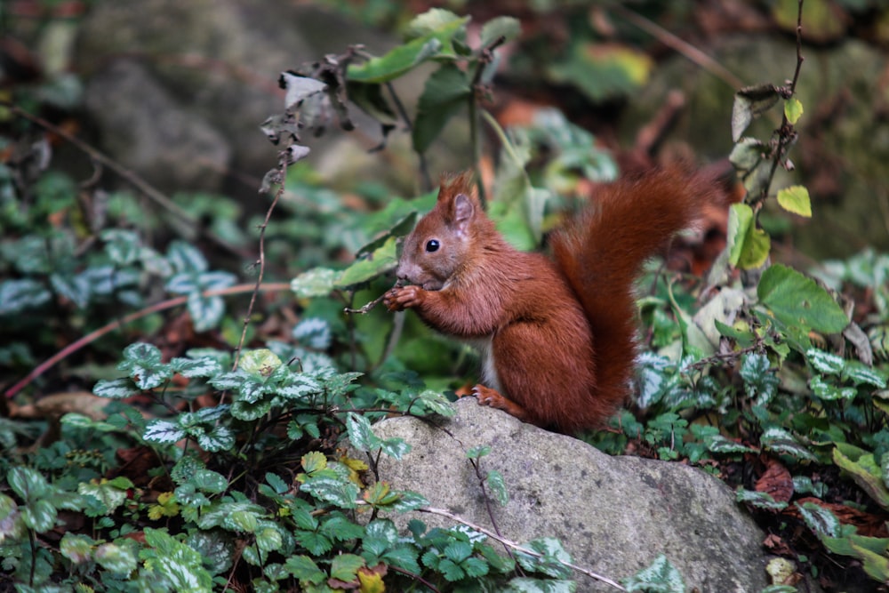 brown squirrel on gray rock